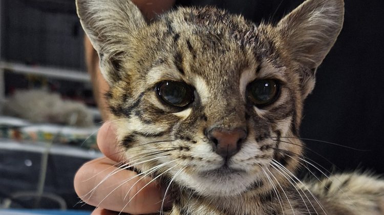 Un gato montés de seis meses llegó a la Reserva Florofaunística de La Florida 