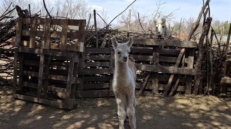 Un teke se sumó al Ecoparque ‘Tierra de Oro’