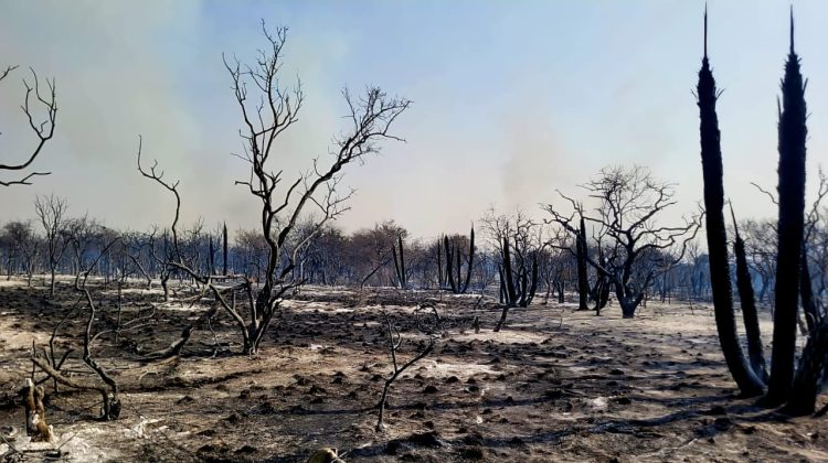 Un detenido y cinco imputados por los incendios forestales