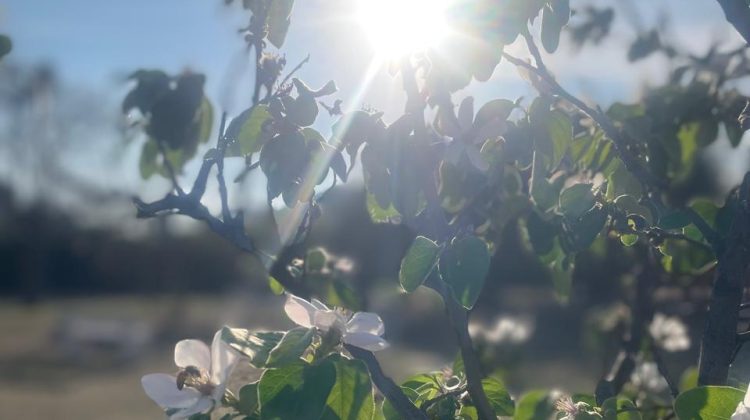 La semana comienza con temperaturas agradables, pero con viento