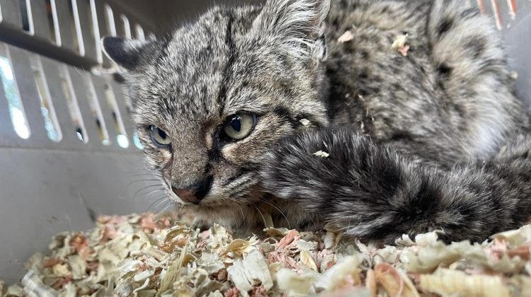 Un gato montés se recupera en el Centro de Conservación de Vida Silvestre