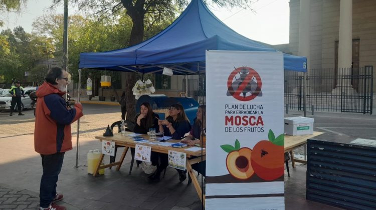 Continúa la campaña del Plan de Lucha contra la Mosca de los Frutos