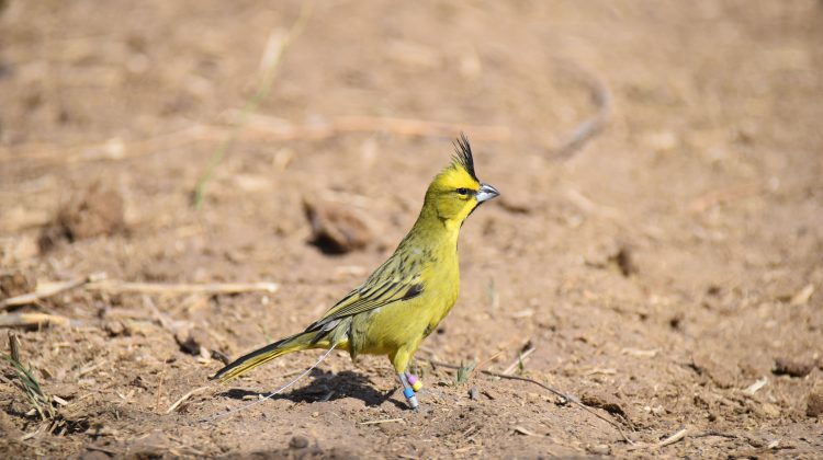 Ocho cardenales amarillos se recuperan en la reserva florofaunistica