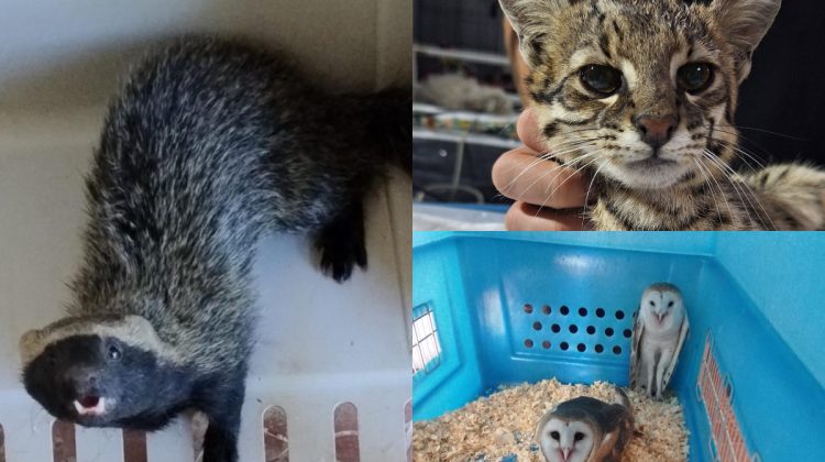 El Centro de Conservación de Vida Silvestre liberó un gato montés y un hurón