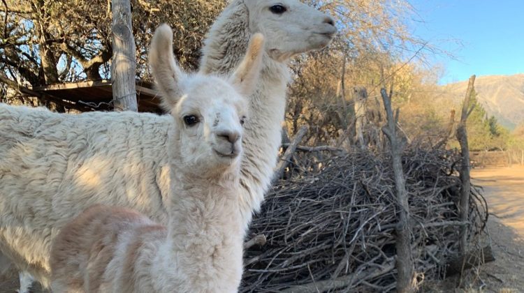 El nuevo teke de la reserva ecológica fue bautizado como ‘Oro’