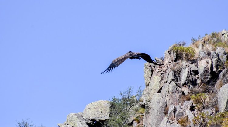 ‘Sariri’ y ‘Waikiri’ marcan un nuevo rumbo en el cielo de San Francisco del Monte de Oro