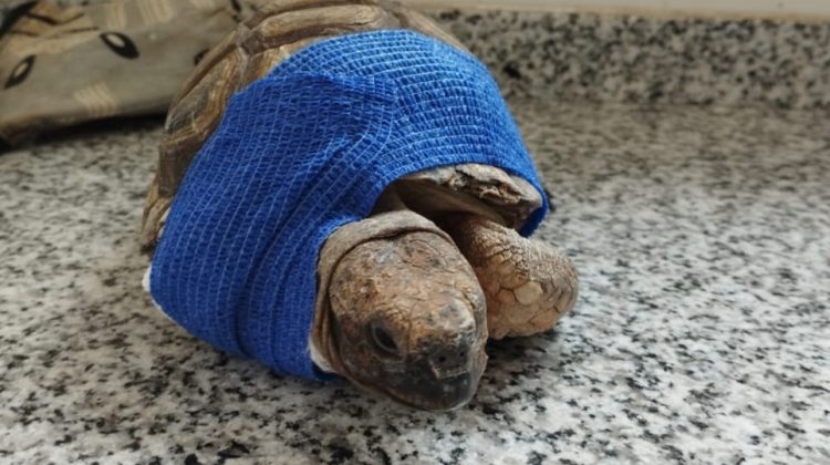 Una tortuga fue atacada por un perro y la atendieron en la Reserva Floro Faunística de La Florida