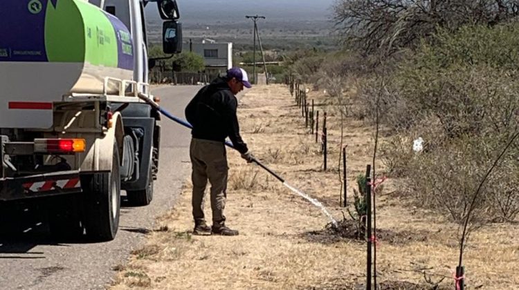 Continúan las acciones de forestación en Suyuque y Los Molles 