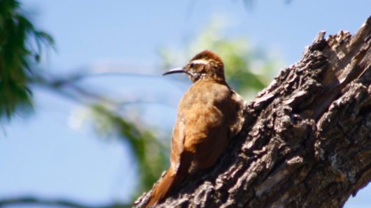 San José del Morro vivió una jornada de observación y reconocimiento de aves autóctonas