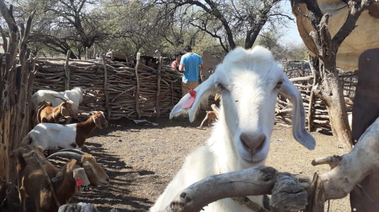 Los pequeños productores de cuatro departamentos recibieron el plan de sanidad animal