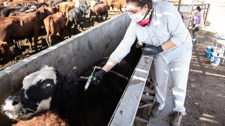 Con un cambio de estrategia, San Luis continúa su segunda campaña de vacunación contra la aftosa