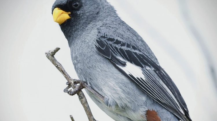 El Centro de Conservación de Vida Silvestre recibió 18 aves canoras rescatadas