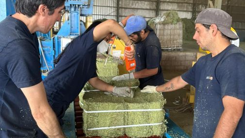 Actividades Logísticas prepara una nueva exportación de alfalfa producida en San Luis