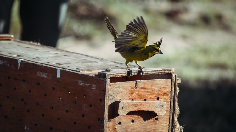 Liberaron 23 cardenales amarillos en el norte provincial