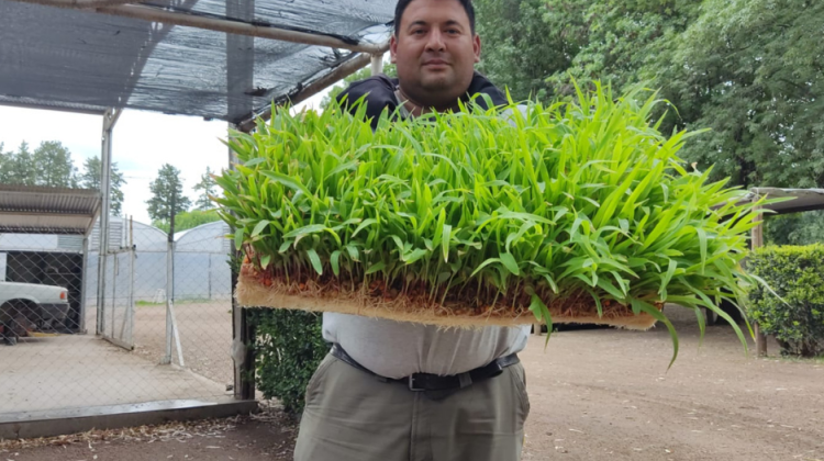 IMProFoP y Sol Puntano están experimentando técnicas de forraje verde hidropónico