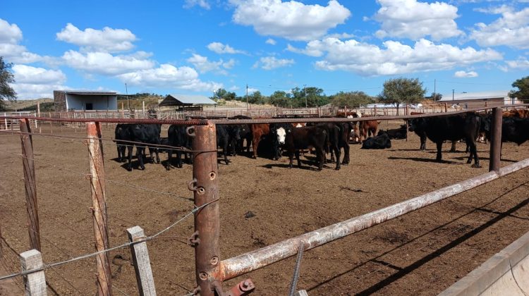 SENASA y Ambiente suspendieron el ingreso de hacienda al feedlot ‘La Nelly’