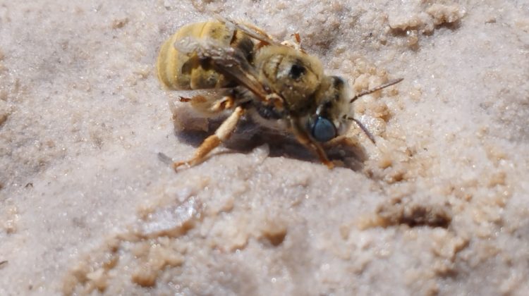 Descubren un tipo de abeja en el Sitio Ramsar Lagunas de Guanacache, Desaguadero y del Bebedero