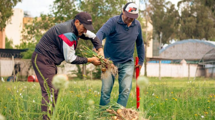 Se realizó una nueva cosecha en la huerta de Desarrollo Humano