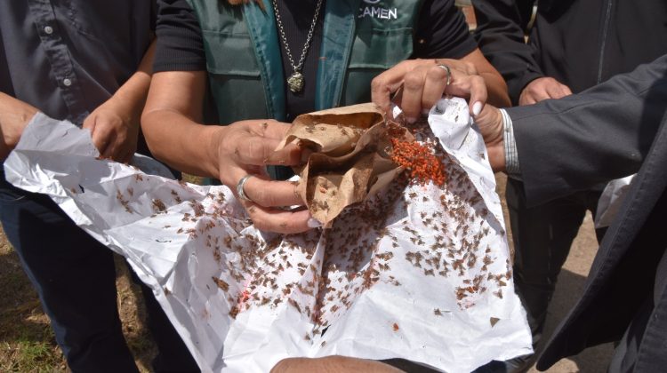 La liberación del insecto estéril beneficiará la producción agrícola local