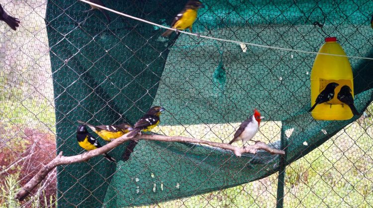 Arribaron desde Mendoza, 37 aves canoras para concluir su recuperación