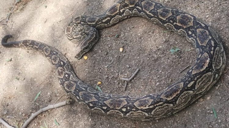 Dos lampalaguas fueron liberadas en la Reserva Natural ‘Quebrada de las Higueritas’