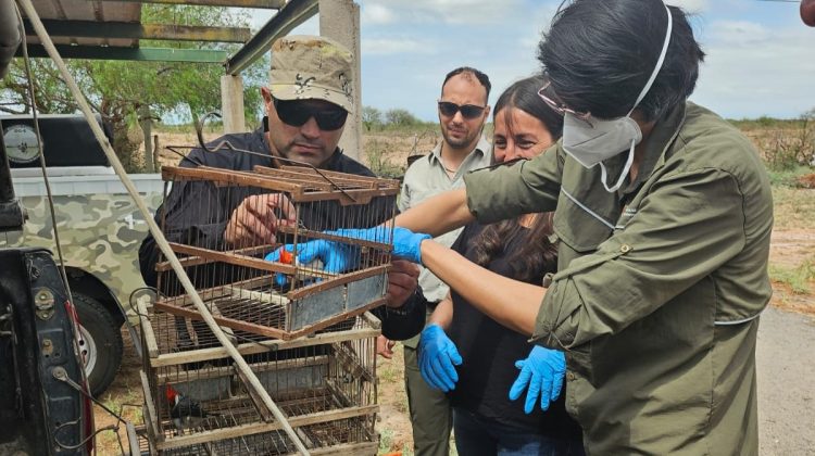 Concluirán su recuperación en San Luis, 20 aves canoras provenientes de San Juan