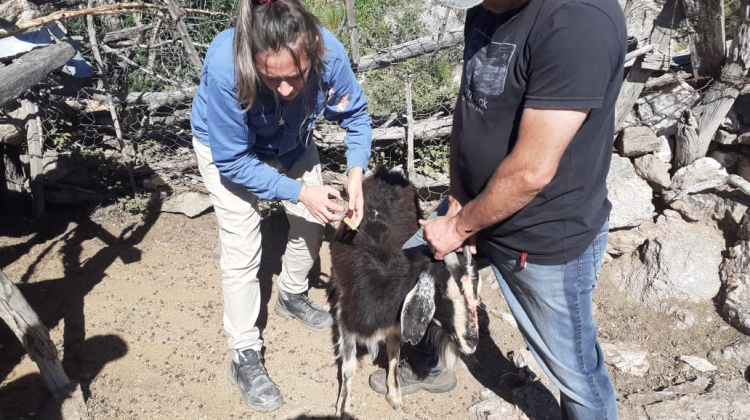 Realizan desparasitaciones y calcificaciones en zonas rurales de San Luis