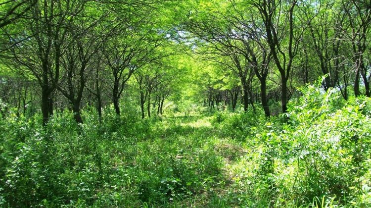 San Luis será una de las siete provincias que recibirá los fondos de bosques nativos del 2023 y 2024