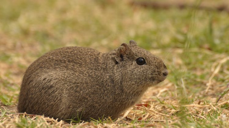 San Luis refuerza su compromiso ambiental: más áreas protegidas y logros en conservación