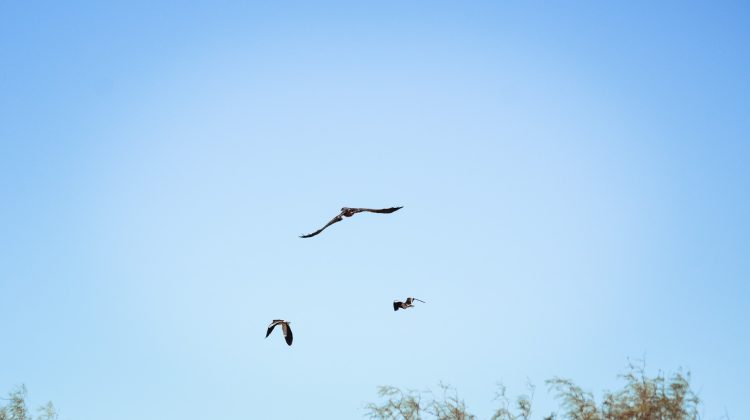 Liberaron un águila mora y un jote en Chipiscú