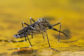 En cinco vacunatorios públicos se aplica de modo gratuito la vacuna contra la fiebre amarilla