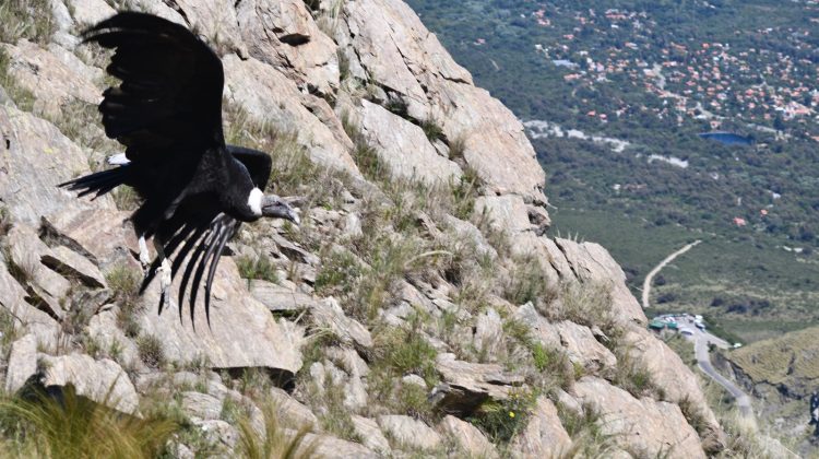 Tayte Hênîa voló sobre los cielos de la Sierra de Los Comechingones