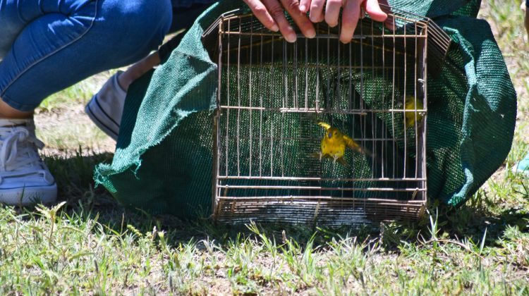 Nueva Galia recibió a especies canoras que se incorporaron a sus ecosistemas 