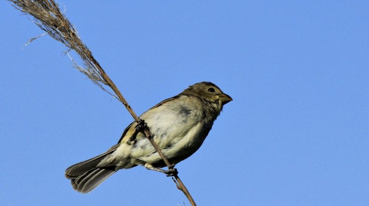 Ambiente liberará aves canoras junto a un centro de equinoterapia de Nueva Galia