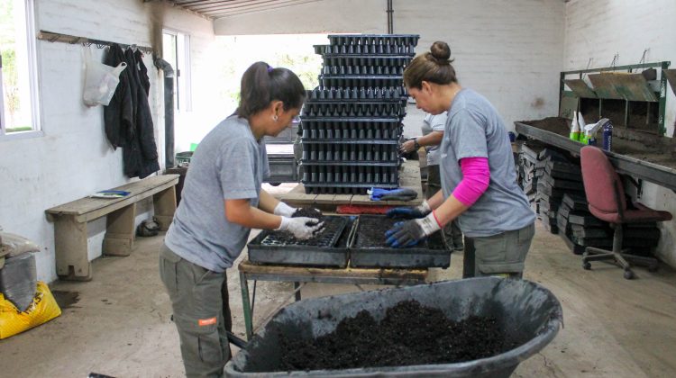 El Vivero IMProFoP y Sol Puntano unifican labores para producir plantines de tomates