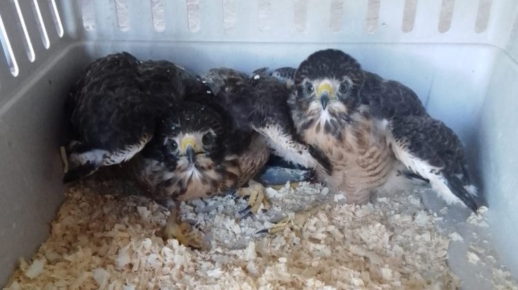 Cinco aves ingresaron al Centro de Conservación de Vida Silvestre