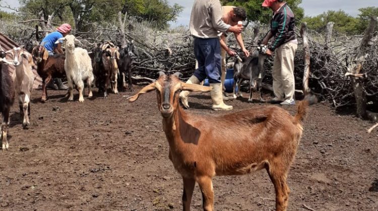 Productores de La Cañada recibieron asistencia sanitaria