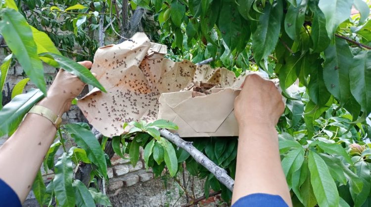 Más de un millón de moscas estériles fueron liberadas en la zona norte de la capital