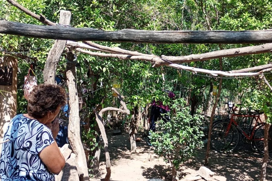 Liberaron más de un millón de ‘machos estériles’ de moscas de los frutos en Quines y Candelaria