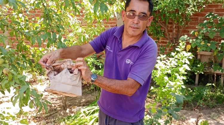 Liberaron más de un millón de ‘machos estériles’ de moscas de los frutos en Quines y Candelaria