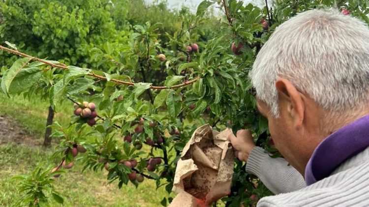 Liberaron un millón de machos estériles de la mosca de los frutos en la zona de Merlo y Carpintería