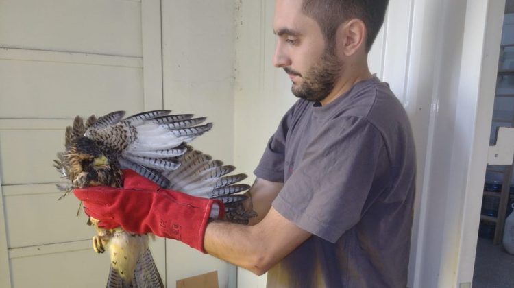 Un gavilán mixto y 23 aves canoras se recuperan en el Centro de conservación de Vida Silvestre