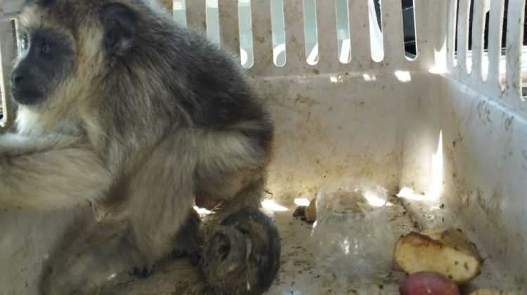 Un mono Carayá ingresó al Centro de Conservación de Vida Silvestre