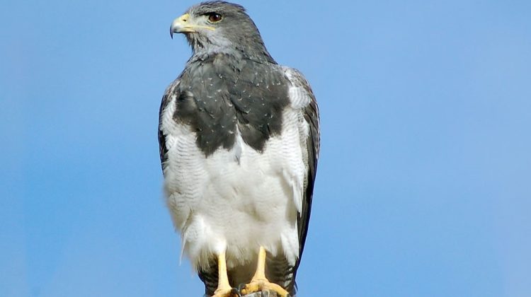 ‘La Siempre Viva’ será sede del encuentro sobre aves rapaces y liberará un águila mora