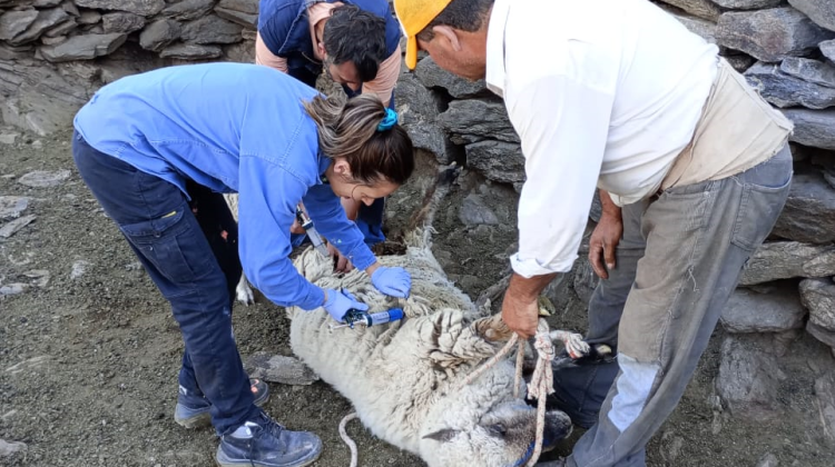 Continúan las jornadas de asistencia sanitaria del plan de Promoción Rural