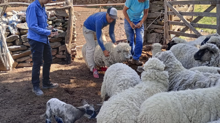 El equipo veterinario continúa con su labor de asistencia sanitaria en la provincia