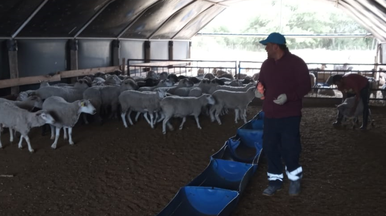 Continúan los trabajos de sanidad animal en zonas rurales