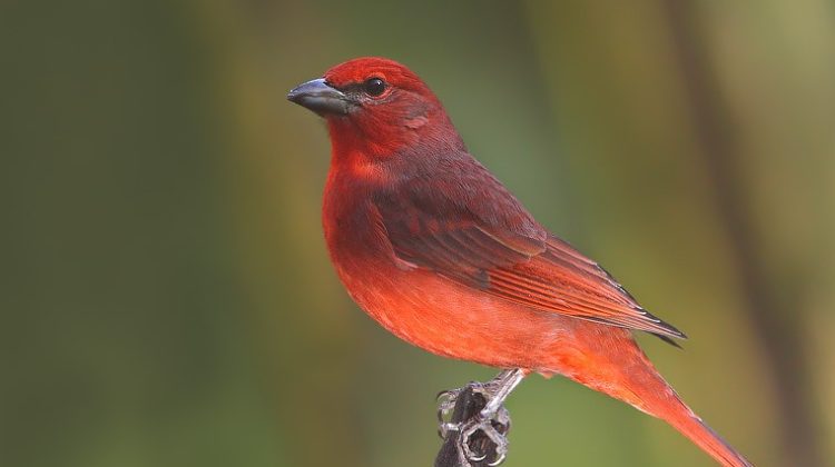 Carpintería eligió al fueguero como su ave insignia