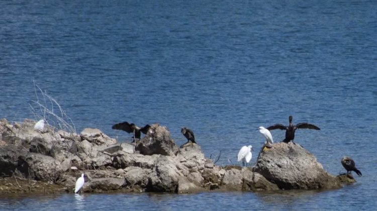 Las aves acuáticas que se pueden ver en el dique La Florida