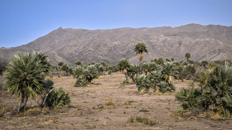 Papagayos se vestirá de fiesta con su 24° edición del Festival de la Palmera Caranday